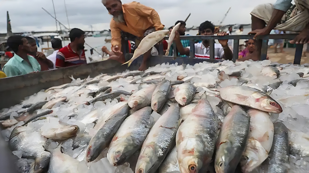 ভারতে কি পরিমাণ ইলিশ রপ্তানি করা হবে, জানালেন বাণিজ্যমন্ত্রী