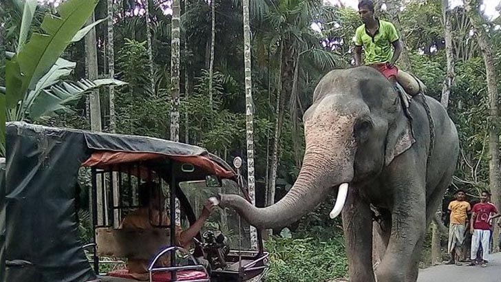 বগুড়ায় হাতি দিয়ে চাঁদাবাজিতে প্রাণ গেল বাবা-ছেলের