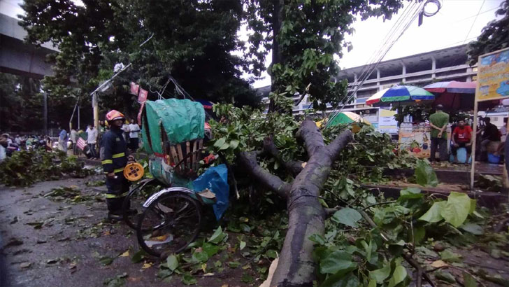 টিএসসিতে গাছের ডাল পড়ে রিকশাচালক নিহত