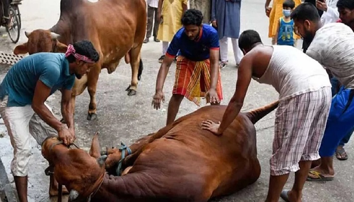 এবার দেশে ১ কোটি ৪১ হাজার পশু কুরবানি