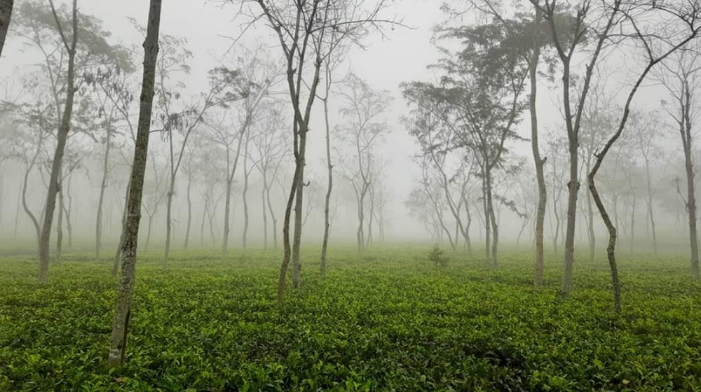 শ্রীমঙ্গলে দেশের সর্বনিম্ন তাপমাত্রা