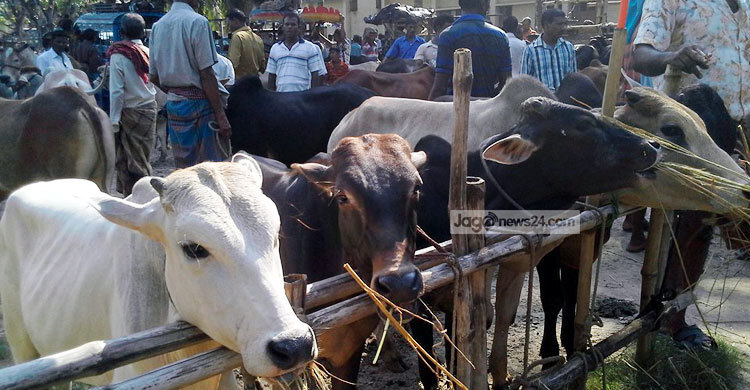 বিক্রি হয়নি সাড়ে ২৩ লাখ পশু