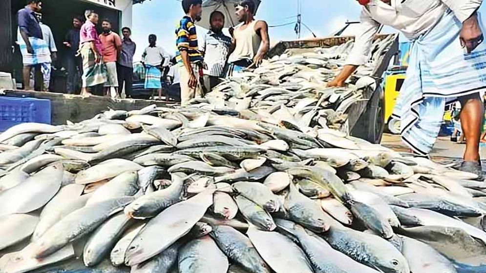 ২২ দিন পর ইলিশ শিকারে জেলেরা