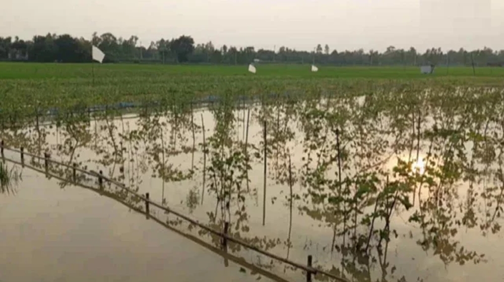 শেরপুরে বন্যায় ৫০০ কোটি টাকার বেশি ফসলের ক্ষতি