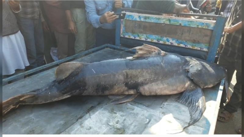 বরগুনায় ৭০ কেজির বিরল ‘বাঘা আইর’ মাছ, উৎসুক জনতার ভিড়