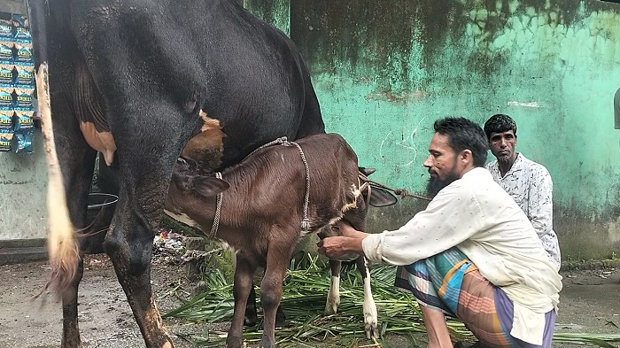 জন্মের পরদিন থেকেই দুধ দিচ্ছে ১৭ দিনের বাছুর