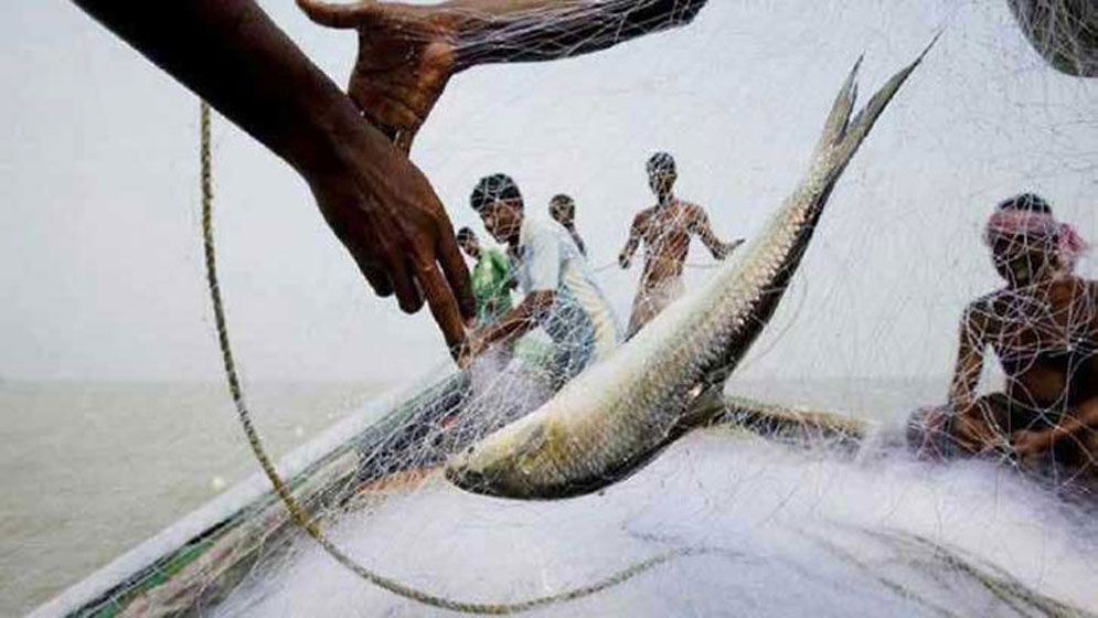 ৪ অক্টোবর থেকে ইলিশ ধরা নিষিদ্ধ