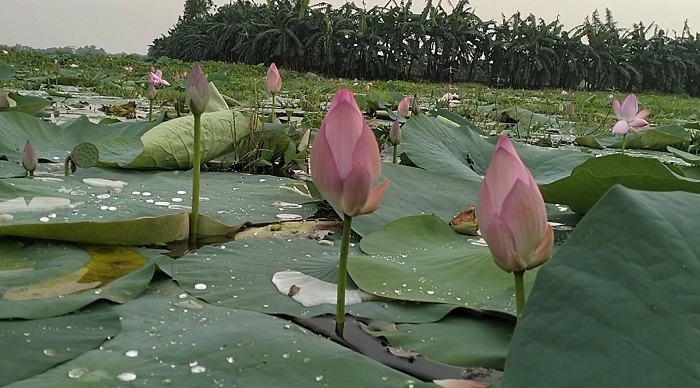 নিশ্ছিদ্র প্রকৃতির কোলে নতুন পর্যটন-আবিষ্কার সিংরইল পদ্মবিল