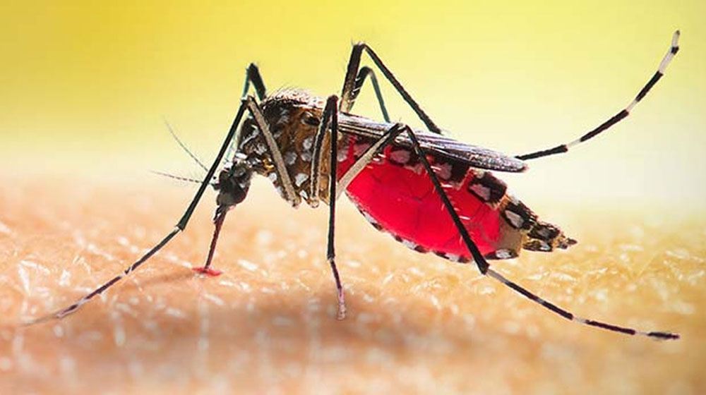 ডেঙ্গুতে আরও ২ জনের মৃত্যু, একদিনে ভর্তি ৩৯২