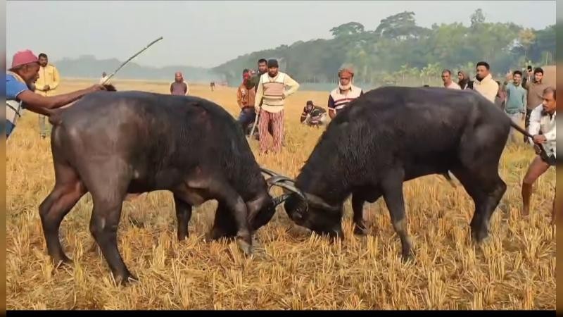 আমতলীতে ঐতিহ্যবাহী মহিষের লড়াই