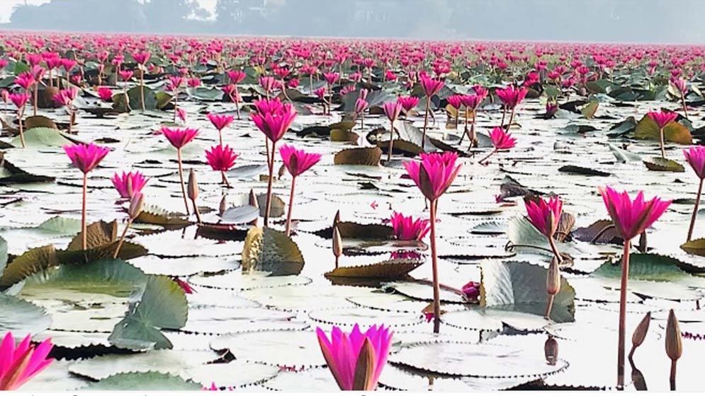 শাপলার বিলের মতো প্রেম : আকতার জামিল