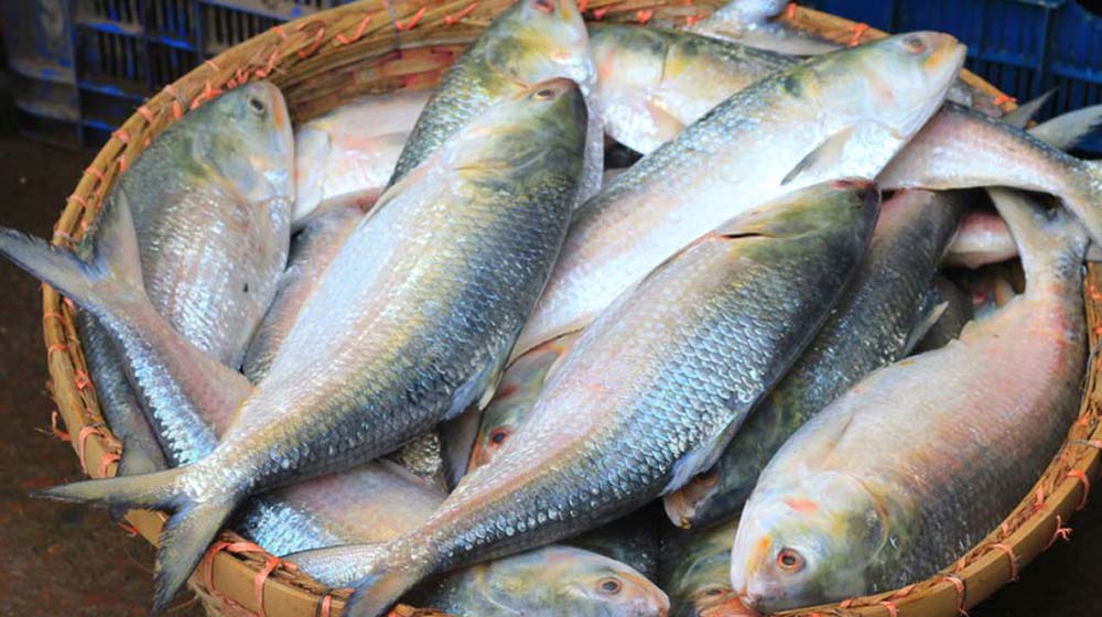 দুর্গাপূজায় ভারতে যাচ্ছে ১২০০ টন ইলিশ