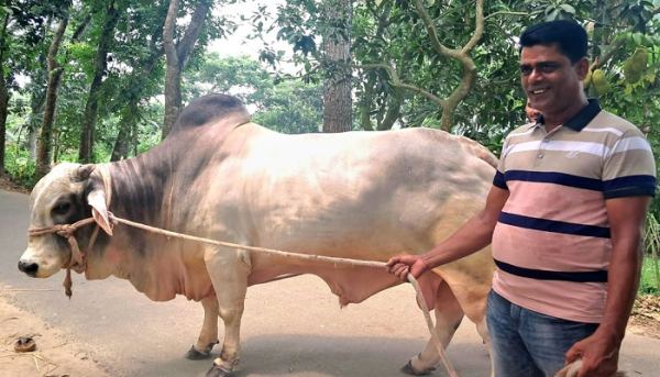 কিশোরগঞ্জের বুলবুলের উপহারের গরু গ্রহণে প্রধানমন্ত্রীর সম্মতি