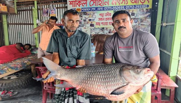 পদ্মায় ধরা পড়ল সাড়ে ২৭ কেজির কাতল!