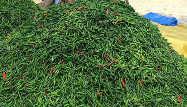 আমদানির খবরে কাঁচা মরিচের দাম অর্ধেক