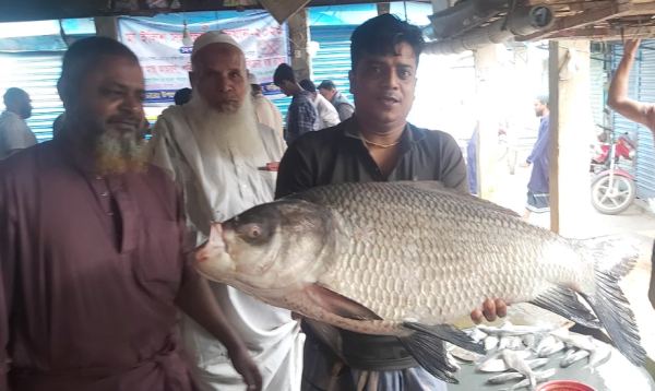 পদ্মায় দেখা মিলল ২০ কেজি ওজনের কাতলা, ২৩ হাজারে বিক্রি