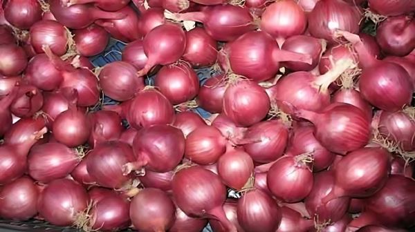 পাকিস্তান থেকে এলো ১১৬ টন পেঁয়াজ, দাম কমা শুরু
