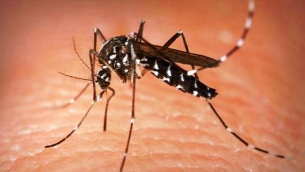 ডেঙ্গুতে প্রাণ গেল আরও ৮ জনের, হাসপাতালে ১৮৯৫