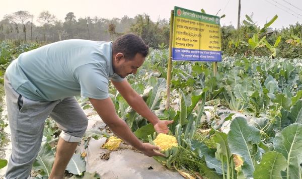 করিমগঞ্জে সবজি চাষে নতুন সম্ভাবনা মালচিং পেপার