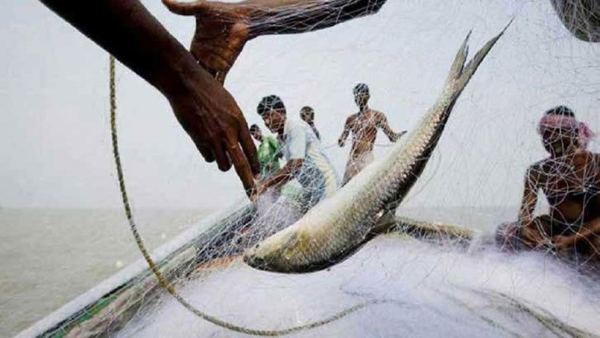 ৪ অক্টোবর থেকে ইলিশ ধরা নিষিদ্ধ