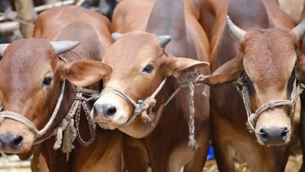 জবাইয়ে কড়াকড়ি, পশ্চিমবঙ্গে চিড়িয়াখানার বাঘও পাচ্ছে না গরু-মহিষের মাংস