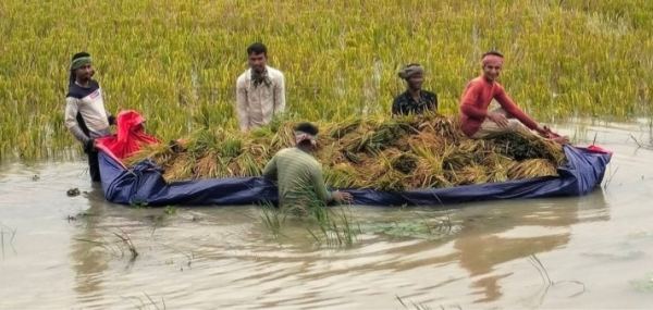 কিশোরগঞ্জের হাওড়ে স্বপ্নের অবশিষ্ট সোনালি ফসল বাঁচাতে প্রাণপণ লড়াই