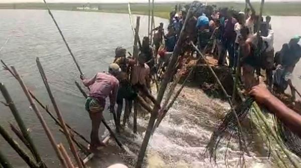 হাওরের বাঁধ ভেঙে পানির ঢল, বোরো ধান বাঁচাতে কৃষকদের প্রাণপণ চেষ্টা