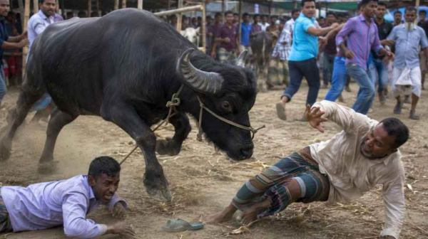 দেওয়ানগঞ্জে কোরবানির হাটে মহিষের তাণ্ডব, প্রাণ গেল দুজনের