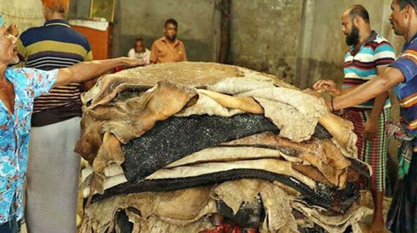 কোরবানির পশুর চামড়ার দাম নির্ধারণ