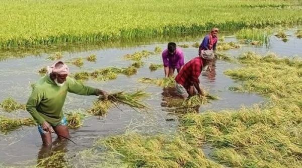 কিশোরগঞ্জের হাওরে ধান ডুবায় অনিশ্চয়তায় ৩৪ হাজার কৃষক