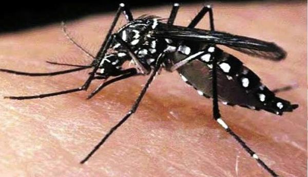 ডেঙ্গুতে এক দিনে সর্বোচ্চ ৫ জনের মৃত্যু