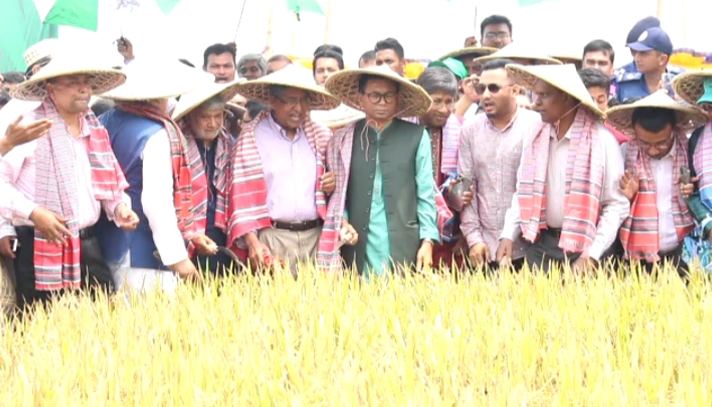হাওরে একসঙ্গে ধান কাটলেন ৩ মন্ত্রী
