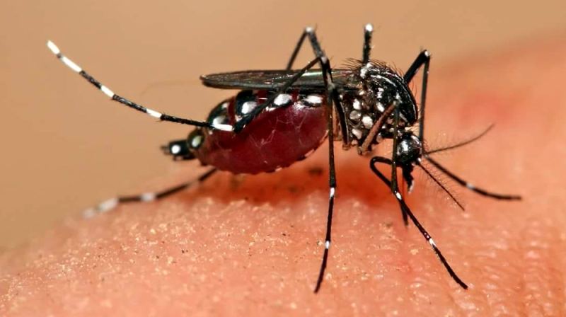 ডেঙ্গুতে আরও ৬ মৃত্যু, আক্রান্ত ৩ লাখ ছাড়াল