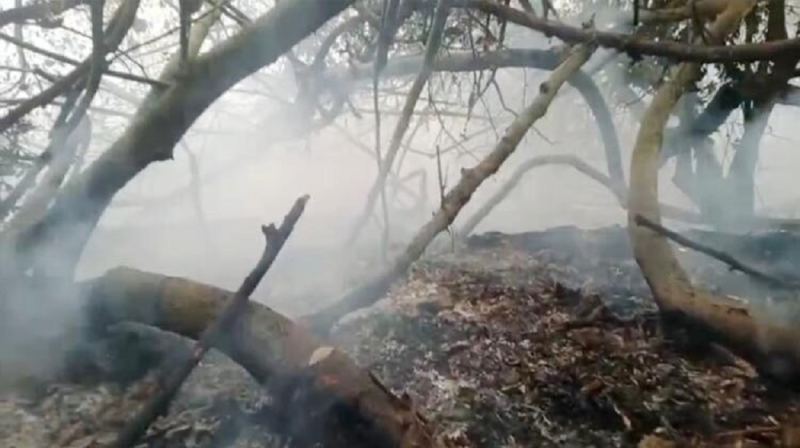 সুন্দরবনের ৩ একরজুড়ে ছড়ানো আগুন নিয়ন্ত্রণে ‘ফায়ার লাইন’