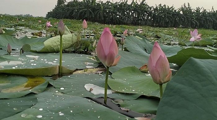 নিশ্ছিদ্র প্রকৃতির কোলে নতুন পর্যটন-আবিষ্কার সিংরইল পদ্মবিল
