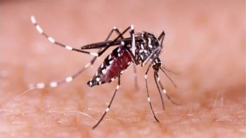 ডেঙ্গুতে ৪ জনের মৃত্যু, হাসপাতালে ৩১৯
