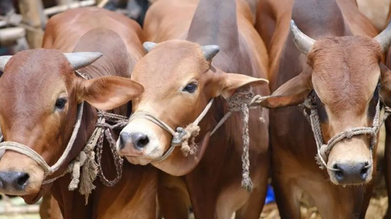 জবাইয়ে কড়াকড়ি, পশ্চিমবঙ্গে চিড়িয়াখানার বাঘও পাচ্ছে না গরু-মহিষের মাংস