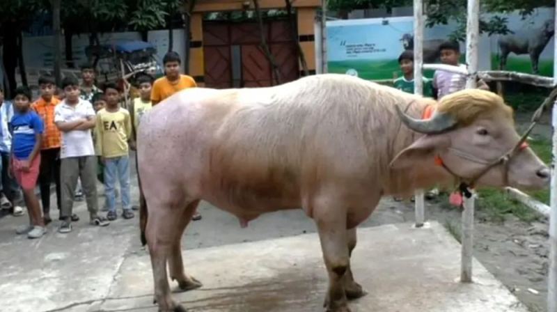 কোরবানি হচ্ছে না ‘ডোনাল্ড ট্রাম্প’ মহিষ